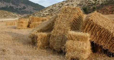 Where can i buy hay bales near me - There are many superstitions out there about animals and weather prediction. See 10 ways animals supposedly predict the weather to learn more. Advertisement The cow in the meadow m...